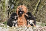 DOGUE DU TIBET 508